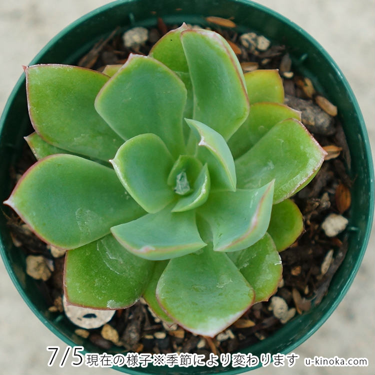 花の鶴 7.5cmポット 多肉植物 エケベリア Echeveria Hananotsuru ハナノツル 福岡県産 多肉 観葉植物 インテリアグリーン 寄せ植えに （まとめ買いがお得♪）