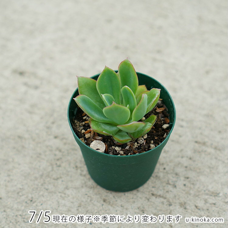 花の鶴 7.5cmポット 多肉植物 エケベリア Echeveria Hananotsuru ハナノツル 福岡県産 多肉 観葉植物 インテリアグリーン 寄せ植えに （まとめ買いがお得♪）