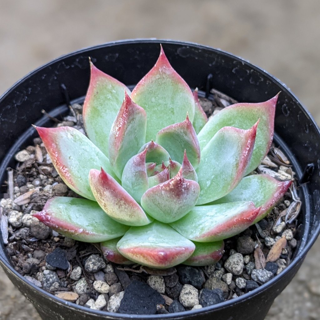 コロラータ 7.5cmポット 多肉植物 エケベリア Echeveria colorata 福岡県産 多肉 観葉植物 インテリアグリーン 寄せ植えに （まとめ買いがお得♪）