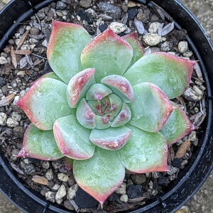 コロラータ 7.5cmポット 多肉植物 エケベリア Echeveria colorata 福岡県産 多肉 観葉植物 インテリアグリーン 寄せ植えに （まとめ買いがお得♪）