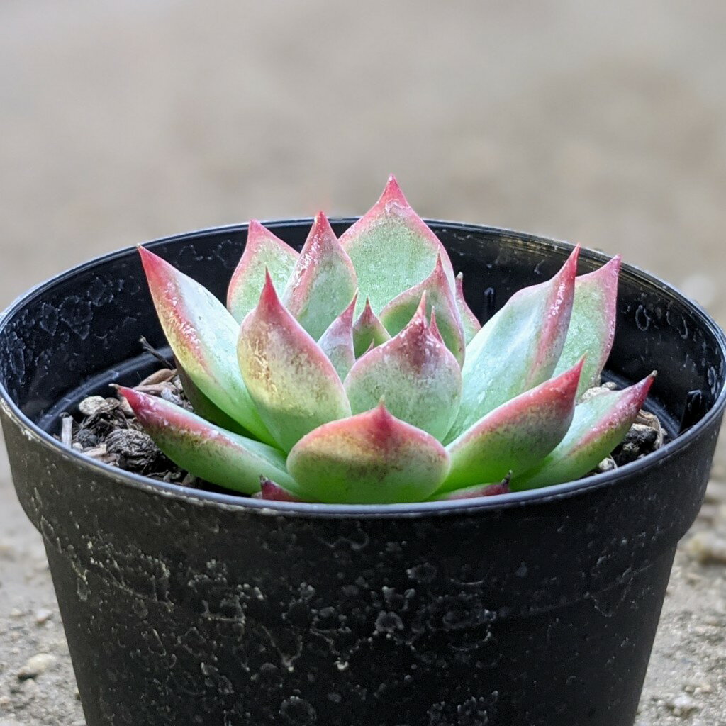 コロラータ 7.5cmポット 多肉植物 エケベリア Echeveria colorata 福岡県産 多肉 観葉植物 インテリアグリーン 寄せ植えに （まとめ買いがお得♪）