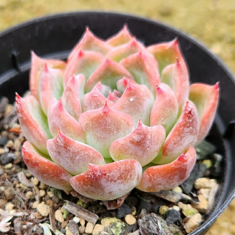 キャラリアン 7.5cmポット 多肉植物 エケベリア Echeveria Keralean 福岡県産 多肉...