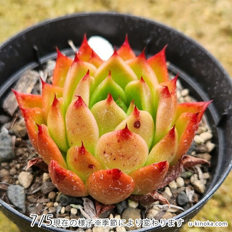 原種エリザベス 7.5cmポット 多肉植物 エケベリア Echeveria 福岡県産 多肉 観葉植物 インテリアグリーン 寄せ植えに （まとめ買いがお得♪）