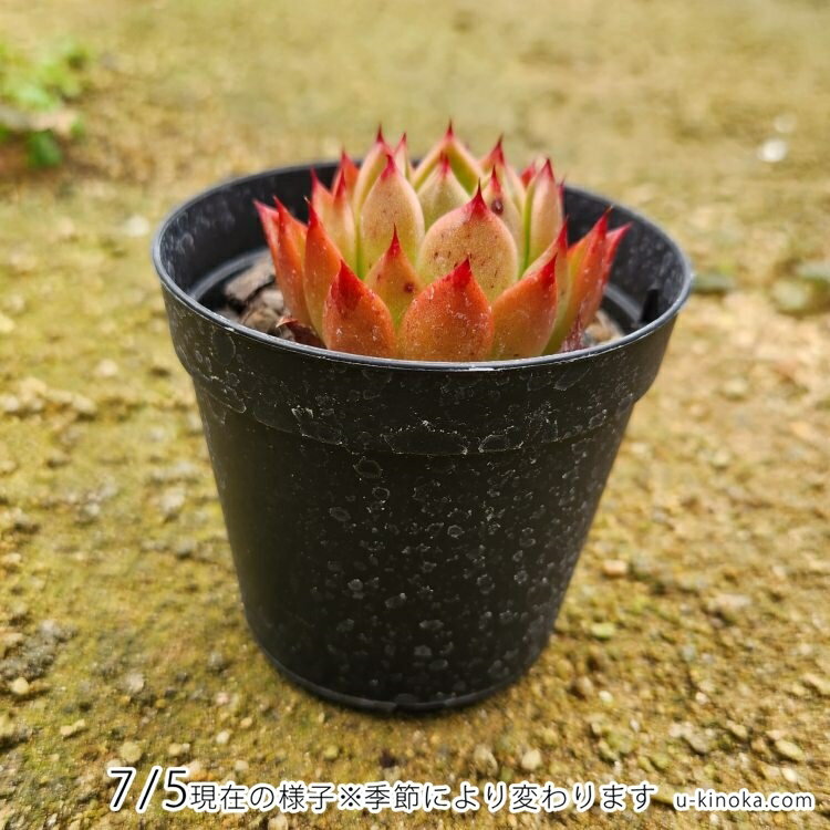原種エリザベス 7.5cmポット 多肉植物 エケベリア Echeveria 福岡県産 多肉 観葉植物 インテリアグリーン 寄せ植えに （まとめ買いがお得♪）