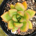 ピンクダナ 7.5cmポット 多肉植物 エケベリア Echeveria 'Pink Dona' 福岡県産 多肉 観葉植物 インテリアグリーン 寄せ植えに (まと...