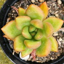 sN_i 7.5cm|bg A GPxA Echeveria 'Pink Dona' Y  ϗtA CeAO[ 񂹐A i܂Ƃߔj