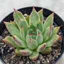 B[iX 7.5cm|bg A GPxA Echeveria 'Venus' Y  ϗtA CeAO[ 񂹐A i܂Ƃߔj