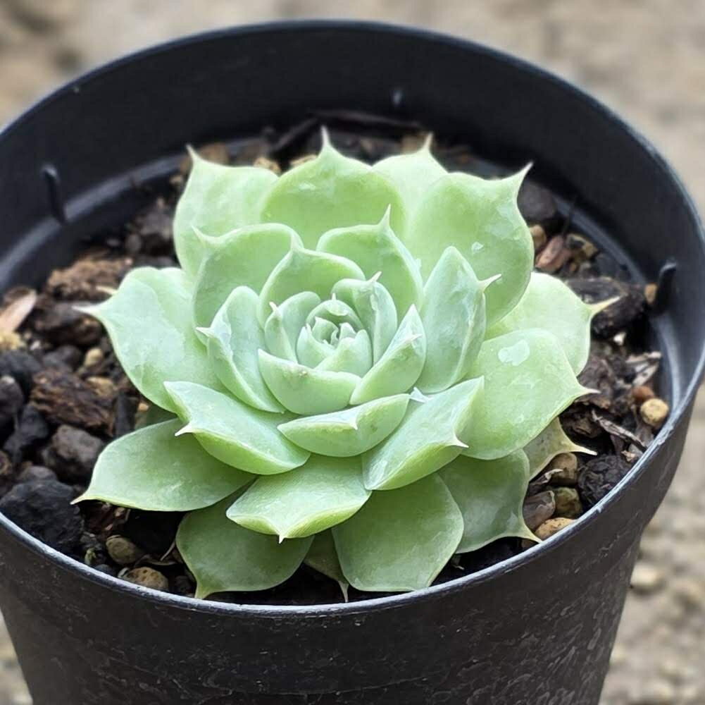 シムランスhyb 7.5cmポット 多肉植物 エケベリア Echeveria 福岡県産 多肉 観葉植物 インテリアグリーン 寄せ植えに （まとめ買いがお得♪）