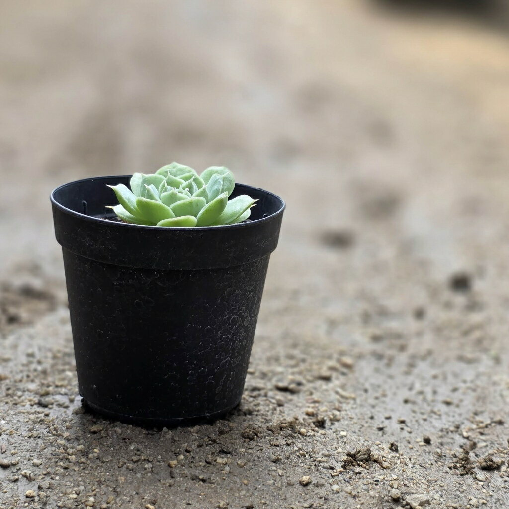 シムランスhyb 7.5cmポット 多肉植物 エケベリア Echeveria 福岡県産 多肉 観葉植物 インテリアグリーン 寄せ植えに （まとめ買いがお得♪）