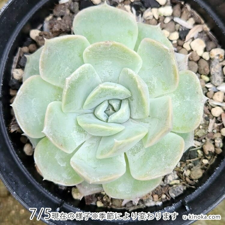 マーベリック 7.5cmポット 多肉植物 エケベリア Echeveria 福岡県産 多肉 観葉植物 インテリアグリーン 寄せ植えに （まとめ買いがお得♪）
