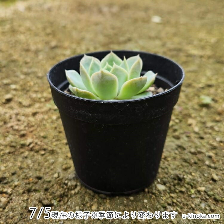 マーベリック 7.5cmポット 多肉植物 エケベリア Echeveria 福岡県産 多肉 観葉植物 インテリアグリーン 寄せ植えに （まとめ買いがお得♪）