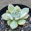 サブセシリス双頭以上 7.5cmポット 群生 綴化(せっか)も含みます エケベリア Echeveria peacockii Subsessilis 福岡県産 多肉植物 多肉 観葉植物 インテリアグリーン 寄せ植えに (まとめ買いがお得♪)