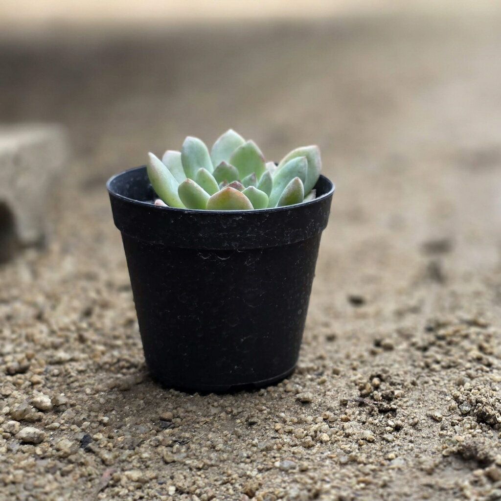 スターマーク 7.5cmポット 多肉植物 エケベリア Echeveria 'Star Mark' 福岡県産 多肉 観葉植物 インテリアグリーン 寄せ植えに （まとめ買いがお得♪）