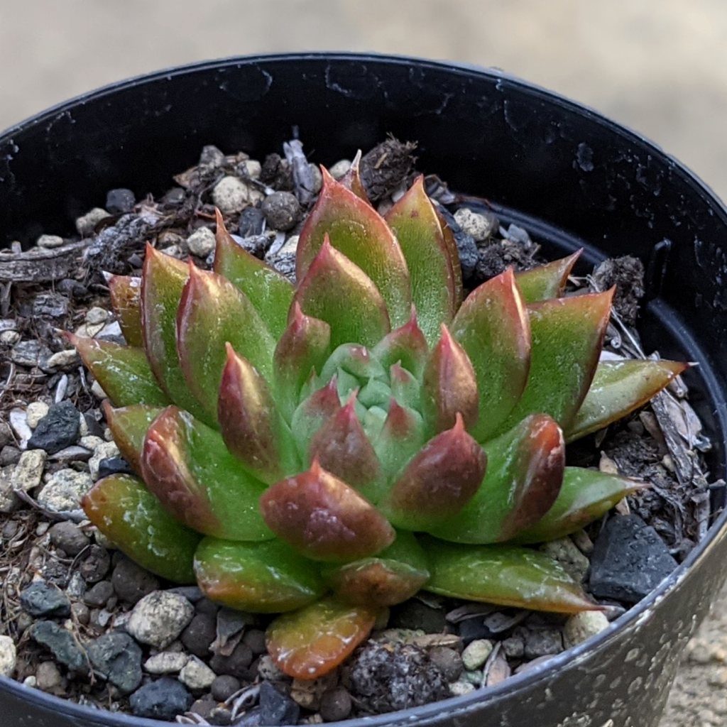 レッドギルバ 7.5cmポット エケベリア Echeveria 'Red Gilba' 福岡県産 多肉植物 多肉 観葉植物 インテリアグリーン 寄せ植えに （まとめ買いがお得♪）