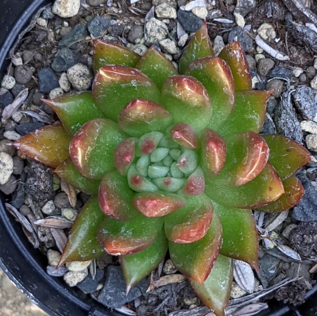 レッドギルバ 7.5cmポット 多肉植物 エケベリア Echeveria 'Red Gilba' 福岡県産 多肉 観葉植物 インテリアグリーン 寄せ植えに （まとめ買いがお得♪）
