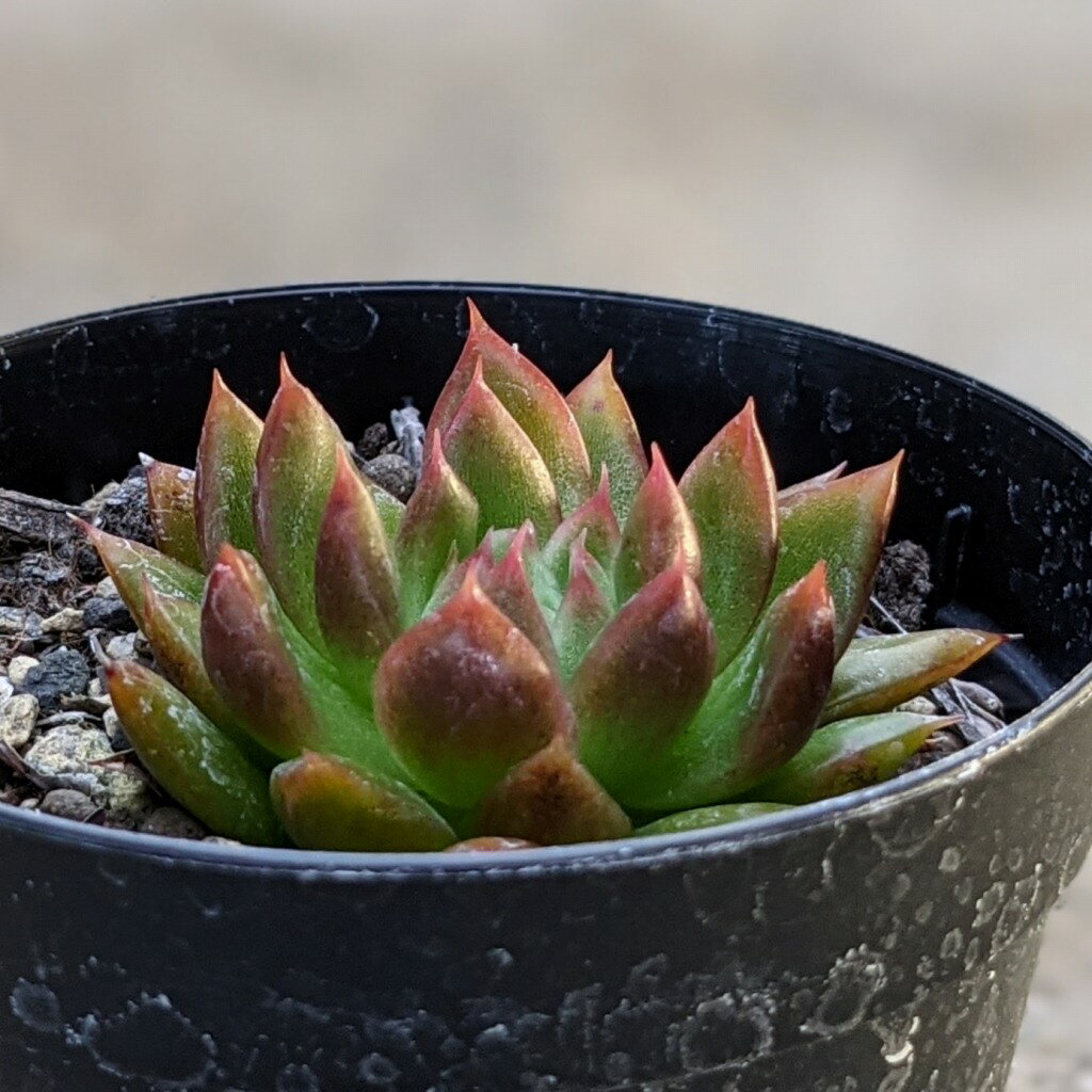 レッドギルバ 7.5cmポット 多肉植物 エケベリア Echeveria 'Red Gilba' 福岡県産 多肉 観葉植物 インテリアグリーン 寄せ植えに （まとめ買いがお得♪）