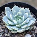 静夜の薔薇 7.5cmポット 多肉植物 エケベリア セイヤノバラ Echeveria 'Seiya-no-bara' 福岡県産 多肉 観葉植物 インテリアグリーン 寄せ植えに （まとめ買いがお得♪）