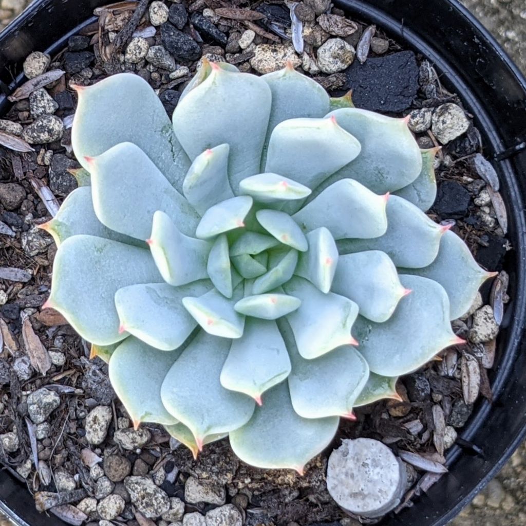 静夜の薔薇 7.5cmポット 多肉植物 エケベリア セイヤノバラ Echeveria 'Seiya-no-bara' 福岡県産 多肉 観葉植物 インテリアグリーン 寄せ植えに （まとめ買いがお得♪）