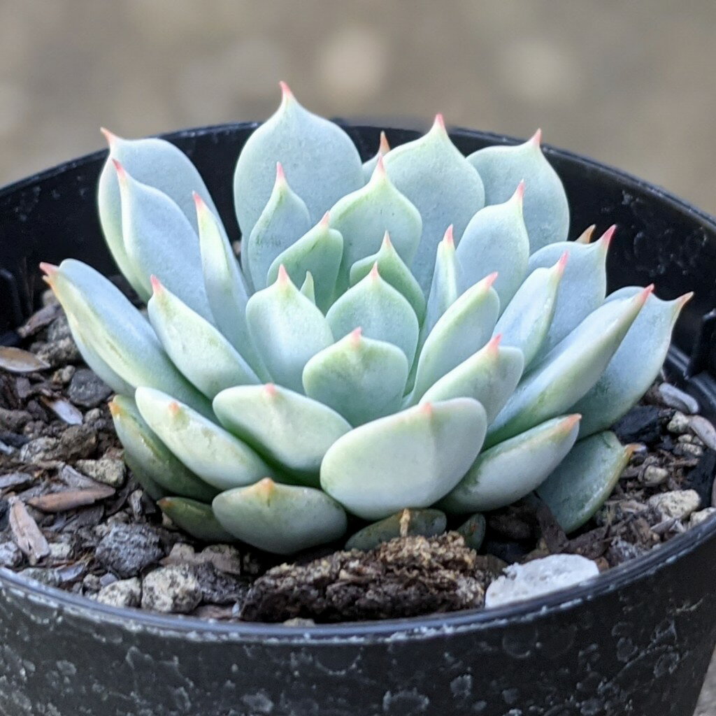 静夜の薔薇 7.5cmポット 多肉植物 エケベリア セイヤノバラ Echeveria 'Seiya-no-bara' 福岡県産 多肉 観葉植物 インテリアグリーン 寄せ植えに （まとめ買いがお得♪）