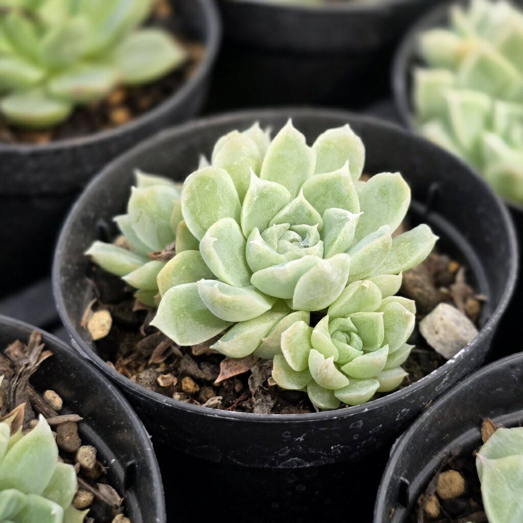 アイスローズ 7.5cmポット 多肉植物 エケベリア Echeveria 福岡県産 多肉 観葉植物 インテリアグリーン 寄せ植えに （まとめ買いがお得♪）