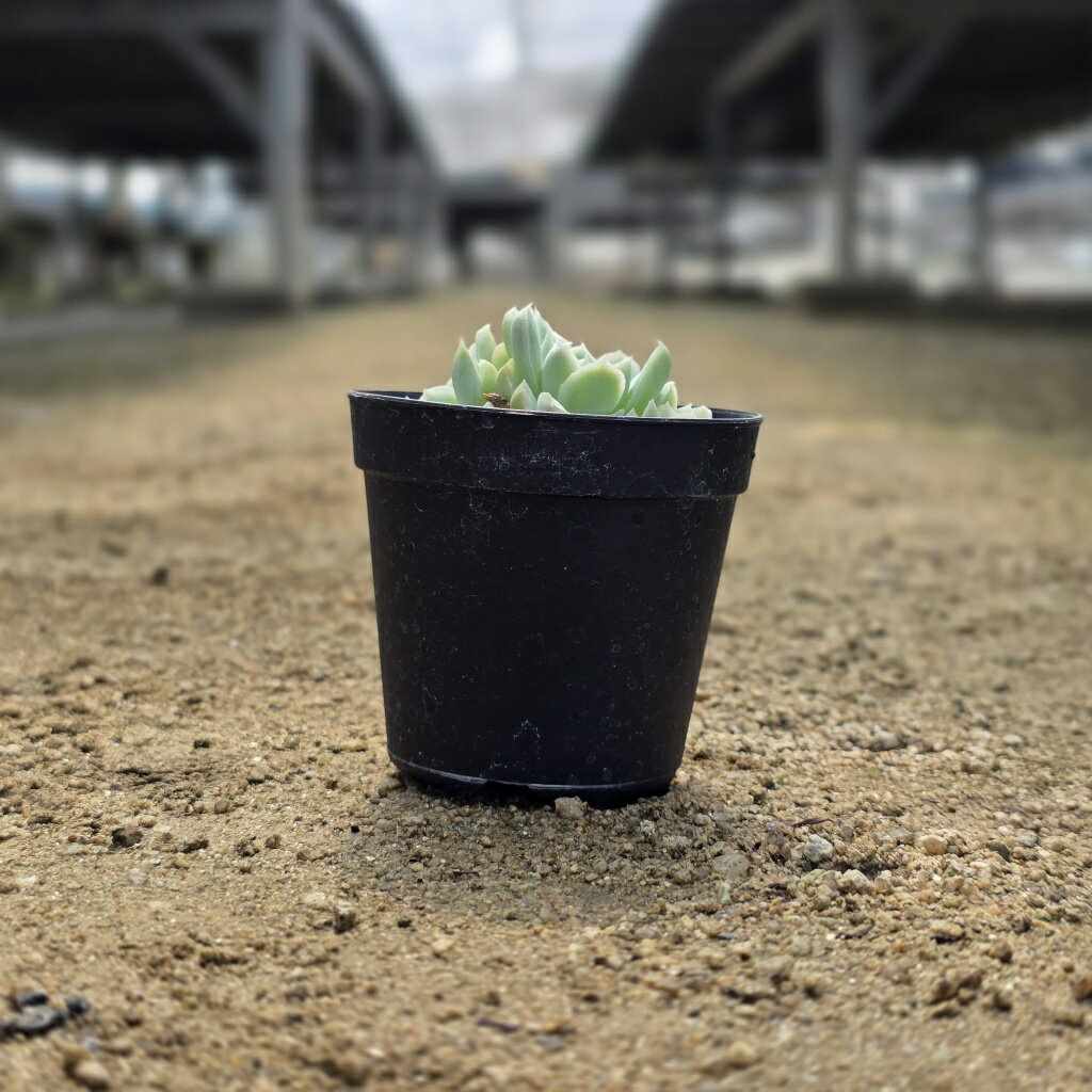 アイスローズ 7.5cmポット 多肉植物 エケベリア Echeveria 福岡県産 多肉 観葉植物 インテリアグリーン 寄せ植えに （まとめ買いがお得♪）