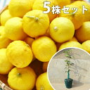■送料無料■【5本セット】 花柚子 苗木 一才柚子 1年生 1本で実がなる 接ぎ木 苗 花ゆず ハナユズ はなゆず 一才ゆず 柑橘 素掘りポット苗 樹高0.4m前後 15cmポット 果樹苗 果樹 果樹園用 植木 木