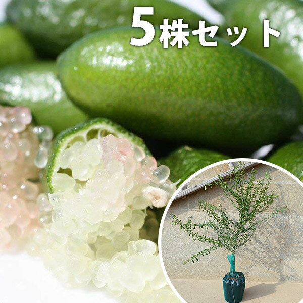 ■送料無料■【5本セット】 フィンガーライム 苗木 1年生 1本で実がなる苗 苗 柑橘 素掘りポット苗 樹高0..