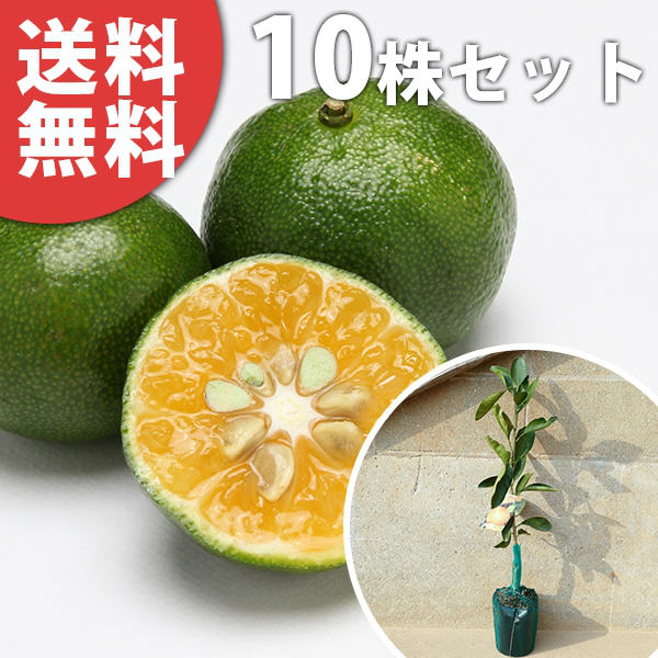【送料について】送料無料※北海道・沖縄へのお届けはできません。※離島など一部地域は配送ができない場合がございます。【お届けについて】ゆうパックまたはヤマト運輸での発送となります。ご注文を頂きましてから、2〜3営業日での発送となります。休業日が重なる場合は出荷までお時間を頂く場合がございます。予めご理解の程宜しくお願い致します。発送後、お届けまでの日数は下記をご確認ください。九州・中国・関西・四国・中部発送日＋1日北陸・関東・信越・東 北・北海道・沖縄発送日＋2日【商品詳細】サイズ：　樹高0.4m前後セット数：　10本果樹 全国有数の植木の里「福岡県田主丸町」から、植木の産地ならではの、自慢の商品をお届け致します。 激安 安い お得 【10本セット】 シークワーサー樹高0.4m前後 15cmポット 接ぎ木 苗木 1年生 苗 素掘りポット苗 果樹苗 果樹 果樹園用 植木 木 送料込み 果樹 【10本セット】 シークワーサー樹高0.4m前後 15cmポット 接ぎ木 苗木 1年生 苗 素掘りポット苗 果樹苗 果樹 果樹園用 植木 木 送料込み 果樹お届け時の樹高：40cm前後※写真は樹高40cm、5号ポット苗です※ご確認ください※当商品について□1年生の果樹苗木は将来の成長と樹形作りのために主幹を地際から40cm前後の高さで切り戻します。こうすることで、植え替え時や新芽の時期の根への負担を軽減させ、成長を手助けします。主幹を切るため不安に感じる方もいらっしゃいますが、切り戻すことでむしろ将来の樹勢が良くなります。□当商品は、露地で育てられた大苗を掘り上げ、ポットに仮植してお届け致します。仮植のため、通常のポット苗とは違い土がボロボロと崩れますが、植えた土になじみやすく後の生育が良いです。通常のポット苗よりも成長が早いのが特徴です。□落葉樹の場合、落葉時期は葉はついておりません。●楽しみ・特徴鑑賞ポイント花がきれい、実なりを楽しむ、洋風・和風・自然風な庭に合わせやすい花つき開花期　5月ごろ実なり実なり・収穫　8-12月ごろ結実年数　4〜5年葉葉の形　広い樹形最終樹高　2m〜3m前後程度用途シンボルツリー、など●育て方・性質など特徴や性質1本で実をつける（自家結実性あり）育てやすさ初心者におすすめ適応地域関東〜九州耐寒性やや弱い（‐5℃）成長速度40cm／年※環境により異なります日当たり日向〜半日陰を好む土壌pH5.5〜6.5の弱酸性の土を好みます◆他の本数セットもありますシークワーサー 樹高0.4m前後 15cmポット【単品】1,900円（送料別）【5本セット】7,100円（送料無料）【10本セット】12,600円（送料無料）【15本セット】17,200円（送料無料）【30本セット】34,300円（送料無料）【60本セット】68,500円（送料無料）【100本セット】130,600円（送料無料）他のサイズ、種類をもっと見る＞＞