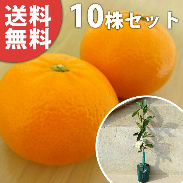 ■送料無料■【10本セット】 南津海・中晩柑 なつみ ナツミ みかん 柑橘 接ぎ木 みかんの木 苗木 1年生 ..