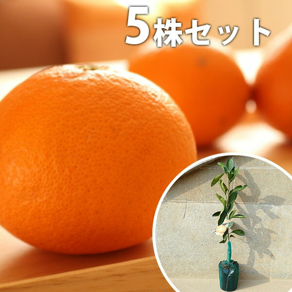 ■送料無料■【5本セット】 清見・中晩柑 きよみ キヨミ みかん 柑橘 接ぎ木 みかんの木 苗木 1年生 苗 素掘りポット苗 樹高0.4m前後 15cmポット 果樹苗 果樹 果樹園用 植木 木
