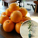 ■送料無料■【5本セット】 八朔 紅八朔 みかん 柑橘 接ぎ...