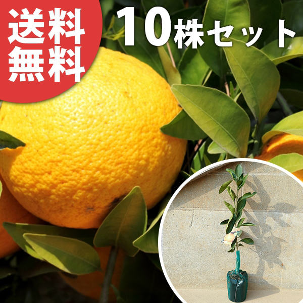 ■送料無料■【10本セット】 八朔・八朔55号 はっさく ハッサク みかん 柑橘 接ぎ木 みかんの木 苗木 1年生 苗 素掘りポット苗 樹高0.4m前後 15cmポット 果樹苗 果樹 果樹園用 植木 木