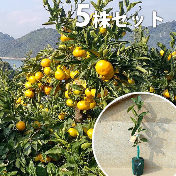 ■送料無料■【5本セット】 柑橘・あまかPVP アマカ みかん 接ぎ木 登録品種 みかんの木 苗木 1年生 苗 海外持出禁止 素掘りポット苗 樹高0.4m前後 15cmポット 果樹苗 果樹 果樹園用 植木 木
