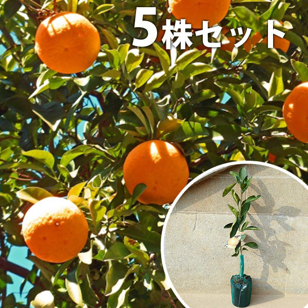 ■送料無料■【5本セット】 柑橘・津之輝PVP つのかがやき ツノカガヤキ みかん 接ぎ木 登録品種 苗木 1年生 苗 海外持出禁止 素掘りポット苗 樹高0.4m前後 15cmポット 果樹苗 果樹 果樹園用 植木 木