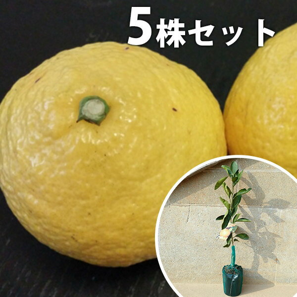 ������̵������5�ܥ��åȡ� ���̡��Ϥ뤫 �ϥ륫 �ߤ��� �ܤ��� �ߤ������ ���� 1ǯ�� �� �Ƿ���ݥå��� ����0.4m���� 15cm�ݥå� �̼��� �̼� ...