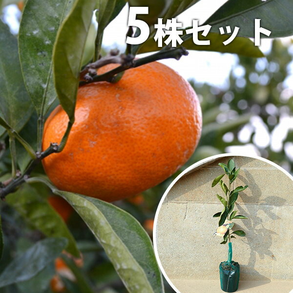 ■送料無料■【5本セット】 柑橘・べにばえPVP ベニバエ みかん 接ぎ木 登録品種 みかんの木 苗木 1年生 ..