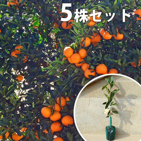 ■送料無料■【5本セット】 柑橘・みはやPVP ミハヤ みかん 接ぎ木 登録品種 みかんの木 苗木 1年生 苗 海外持出禁止 素掘りポット苗 樹高0.4m前後 15cmポット 果樹苗 果樹 果樹園用 植木 木