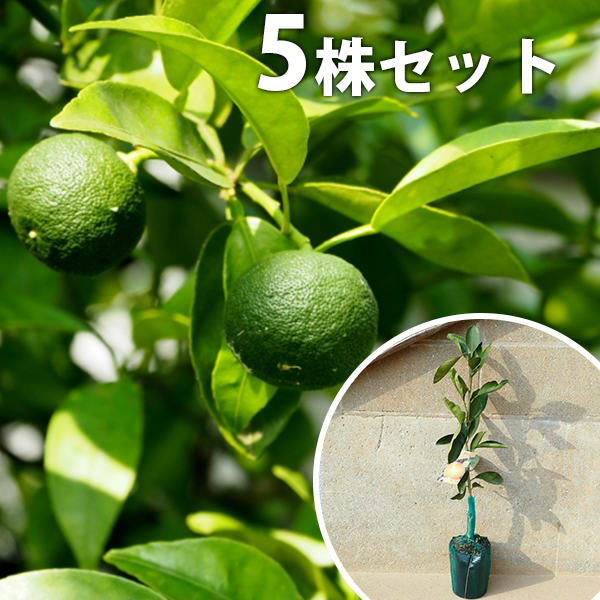 ■送料無料■【5本セット】 柑橘・スダチ すだち スダチ 接ぎ木 みかんの木 苗木 1年生 苗 素掘りポット..