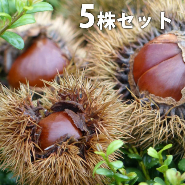 【送料について】送料無料※北海道・沖縄へのお届けはできません。※離島など一部地域は配送ができない場合がございます。【お届けについて】ゆうパックまたはヤマト運輸での発送となります。ご注文を頂きましてから、2〜3営業日での発送となります。休業日が重なる場合は出荷までお時間を頂く場合がございます。予めご理解の程宜しくお願い致します。発送後、お届けまでの日数は下記をご確認ください。九州・中国・関西・四国・中部発送日＋1日北陸・関東・信越・東 北・北海道・沖縄発送日＋2日【商品詳細】サイズ：　樹高0.6m前後セット数：　5本果樹 全国有数の植木の里「福岡県田主丸町」から、植木の産地ならではの、自慢の商品をお届け致します。 激安 安い お得 【5本セット】 栗・丹沢樹高0.6m前後 15cmポット たんざわ タンザワ くり 接ぎ木 苗木 1年生 苗 素掘りポット苗 果樹苗 果樹 果樹園用 植木 木 送料込 【5本セット】 栗・丹沢樹高0.6m前後 15cmポット たんざわ タンザワ くり 接ぎ木 苗木 1年生 苗 素掘りポット苗 果樹苗 果樹 果樹園用 植木 木 送料込お届け時の樹高：40cm前後※写真は樹高40cm、5号ポット苗です※ご確認ください※当商品について□1年生の果樹苗木は将来の成長と樹形作りのために主幹を地際から40cm前後の高さで切り戻します。こうすることで、植え替え時や新芽の時期の根への負担を軽減させ、成長を手助けします。主幹を切るため不安に感じる方もいらっしゃいますが、切り戻すことでむしろ将来の樹勢が良くなります。□当商品は、露地で育てられた大苗を掘り上げ、ポットに仮植してお届け致します。仮植のため、通常のポット苗とは違い土がボロボロと崩れますが、植えた土になじみやすく後の生育が良いです。通常のポット苗よりも成長が早いのが特徴です。□落葉樹の場合、落葉時期は葉はついておりません。●楽しみ・特徴鑑賞ポイント花がきれい、実なりを楽しむ、洋風・和風・自然風な庭に合わせやすい花つき開花期　5-6月ごろ実なり実なり・収穫　9月ごろ結実年数　2〜3年葉葉の形　広い樹形最終樹高　2m〜3m前後程度用途シンボルツリー、など●育て方・性質など特徴や性質1本でなりにくい。育てやすさ初心者におすすめ適応地域全国耐寒性強い（-10℃）成長速度40cm／年※環境により異なります日当たり日向を好む土壌pH5.0〜6.0の弱酸性の土を好みます◆他の本数セットもあります栗・丹沢 樹高0.6m前後 15cmポット【単品】4,200円（送料無料）【5本セット】7,600円（送料無料）【10本セット】12,900円（送料無料）【30本セット】33,800円（送料無料）他のサイズ、種類をもっと見る＞＞