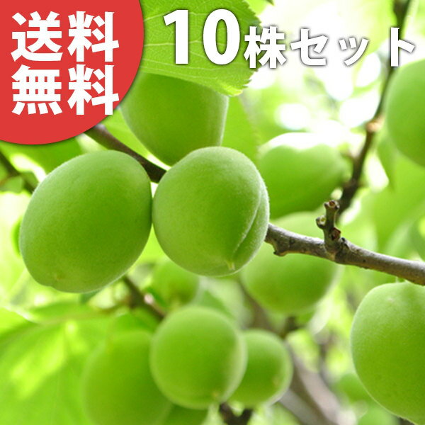 ■送料無料■梅・白加賀しらかがシラ...