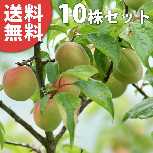 ■送料無料■【10本セット】 梅・南高 なんこう ナンコウ うめ 接ぎ木 苗木 1年生 苗 素掘りポット苗 樹..