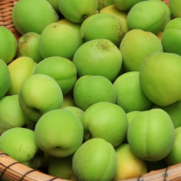 ■送料無料■【30本セット】 梅・豊後 ぶんごう ブンゴウ うめ 接ぎ木 苗木 1年生 苗 素掘りポット苗 樹高0.6m前後 15cmポット 果樹苗 果樹 果樹園用 植木 木