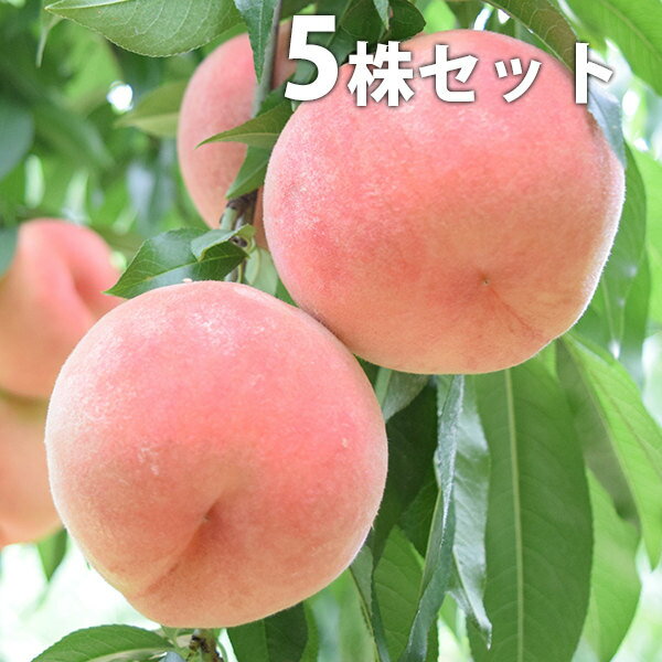 ■送料無料■【5本セット】 桃・川中島白桃 かわなかじまはくとう カワナカジマハクトウ モモ 接ぎ木 苗..