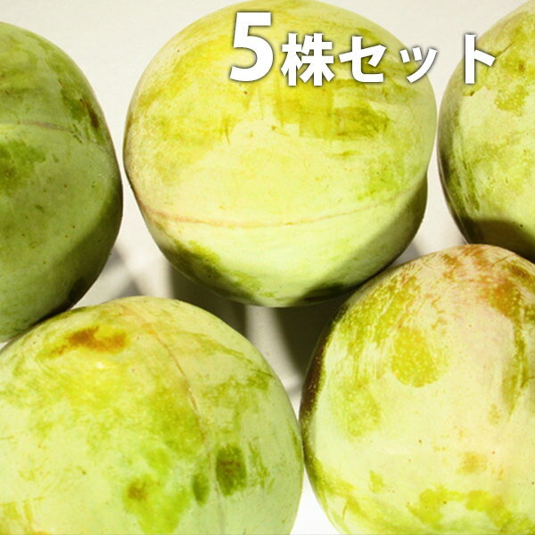 ■送料無料■スモモ・ソルダム李接ぎ...
