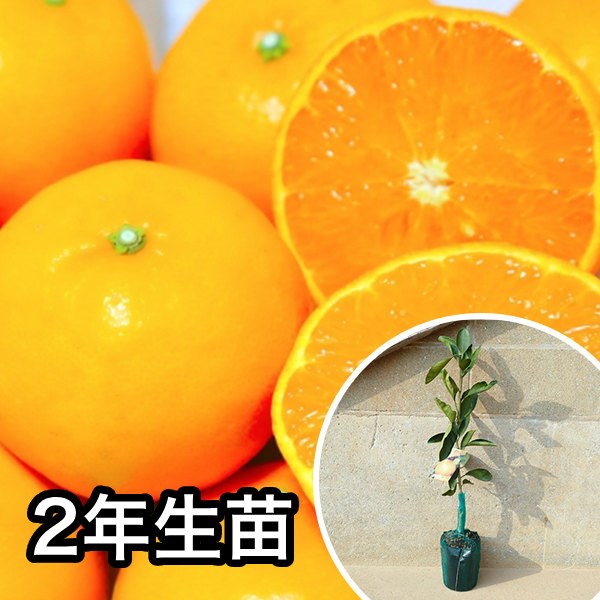 ■送料無料■【5本セット】 2年生苗・みかん・せとかPVP 大苗 2年生 苗木 1本で実がなる苗 苗 柑橘 素掘りポット苗 樹高0.6m前後 15cmポット 果樹苗 果樹 果樹園用 植木 木
