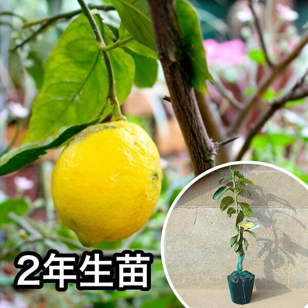 ■送料無料■【5本セット】 2年生苗・レモン・璃の香PVP 大苗 2年生 苗木 1本で実がなる苗 苗 柑橘 素掘りポット苗 樹高0.6m前後 15cmポット 果樹苗 果樹 果樹園用 植木 木