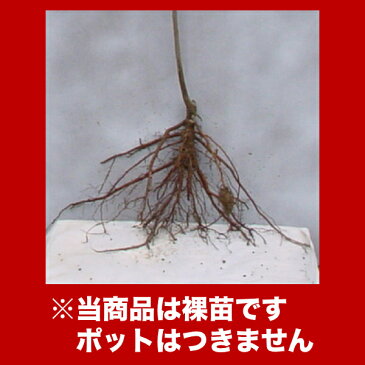 ■送料無料■【10本セット】 ※裸苗※かき・松本早生富有 柿 甘柿 接ぎ木 苗木 1年生 苗 大苗 ※裸苗です※ポットに入っておりません※ 樹高0.6m前後 10.5裸苗 果樹苗 果樹 果樹園用 植木 木