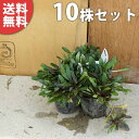 ■送料無料■【10ポットセット】 アジュガ・チョコレートチップ 9cmポット あじゅが 苗木 苗 植木 庭木 生け垣 下草・グランドカバー