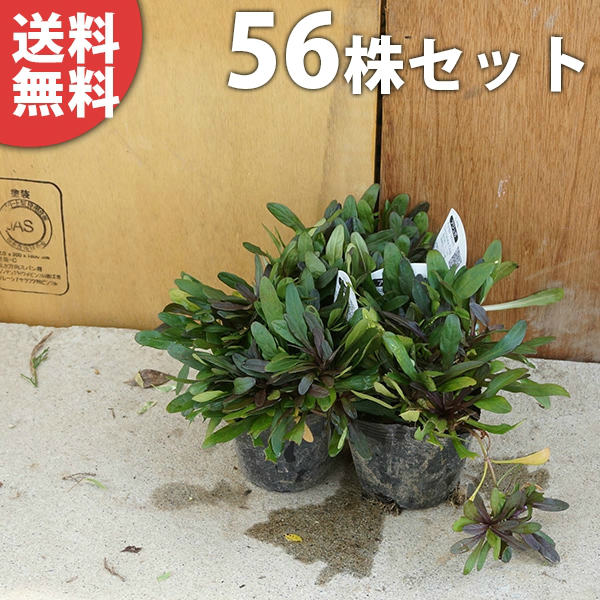 ■送料無料■ アジュガ・チョコレートチップ 9cmポット あじゅが 苗木 苗 植木 庭木 生け垣 下草・グランドカバー