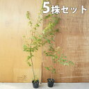 ■送料無料■【5本セット】 イロハモミジ 樹高1.2m前後 ...